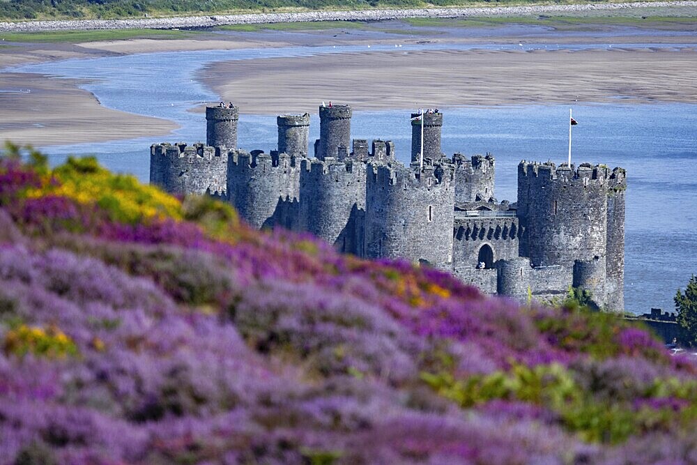 View from the mountains to Conwy Castle, ruins of the medieval castle on the river Conwy with surrounding hills and town, in the foreground purple flowering heather (Erica), Conwy, County Gwynedd, Wales, Great Britain