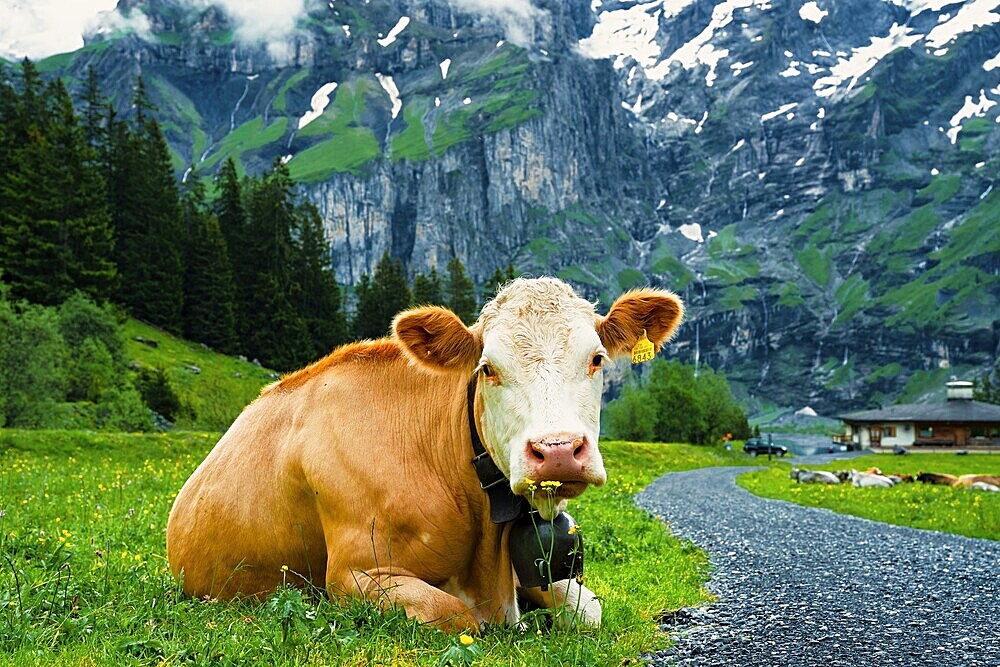 A cow laying on a green meadow with mountains and clouds in the background, Alpine cows, mountains, animal, cow, Switzerland, Europe