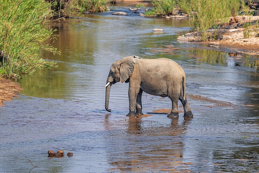 African elephant (Loxodonta africana), single elephant drinking at the river, Kruger National Park, South Africa, Africa
