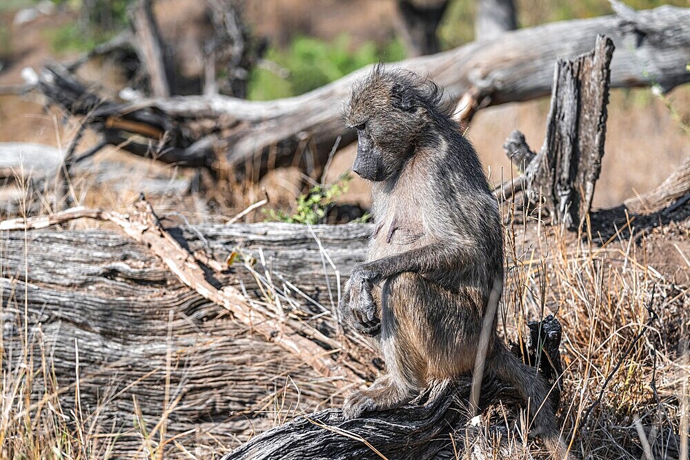 Bear baboon (Papio ursinus), on a tree trunk, Kruger National Park, South Africa, Africa