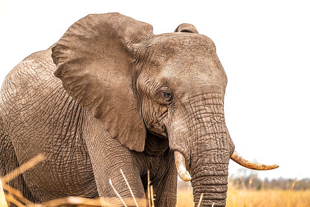 African elephant (Loxodonta africana), adult, animal portrait, Kruger National Park, South Africa, Africa