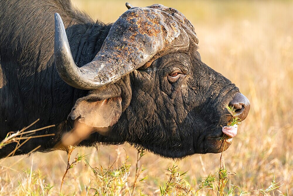 Cape buffalo (Syncerus caffer caffer) eating grass, adult male, in dry grass, in the evening light, animal portrait, Kruger National Park, South Africa, Africa
