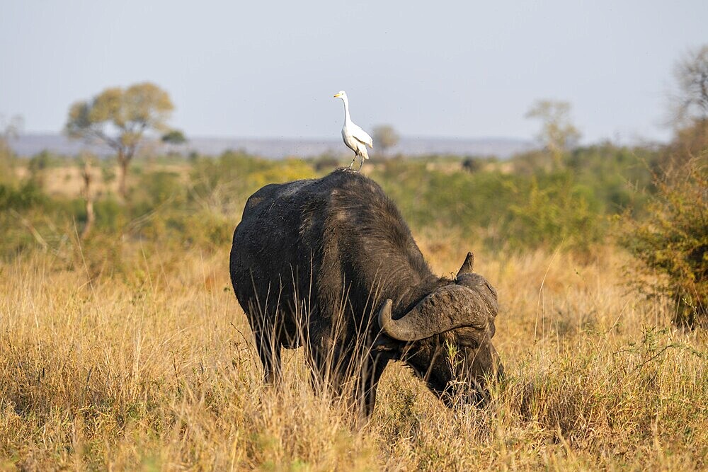 Cattle egret (Bubulcus ibis) sitting on the back of a Cape buffalo (Syncerus caffer caffer), bull standing in dry grass, African savannah, funny, Kruger National Park, South Africa, Africa
