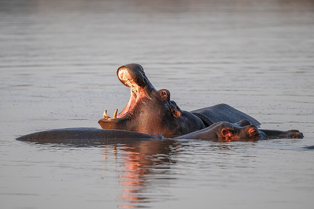 Hippopotamus (Hippopatamus amphibius), yawning with wide open mouth, in water in morning light, with reflection, adult, Kruger National Park, South Africa, Africa