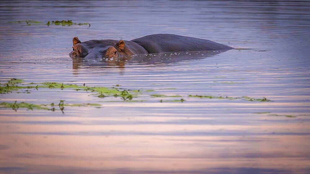 Hippopotamus (Hippopotamus amphibius), lying in waterhole, Manyeleti Game Reserve South Africa