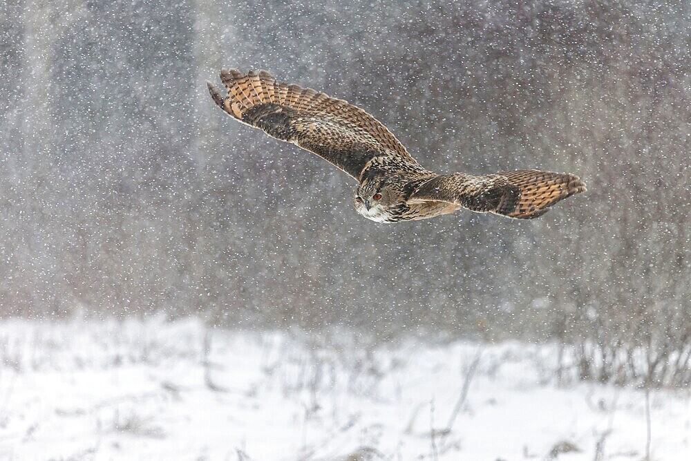 A captive Eurasian eagle owl (Bubo Bubo) at bird of prey nature reserve in winter with snow on the ground an gently falling