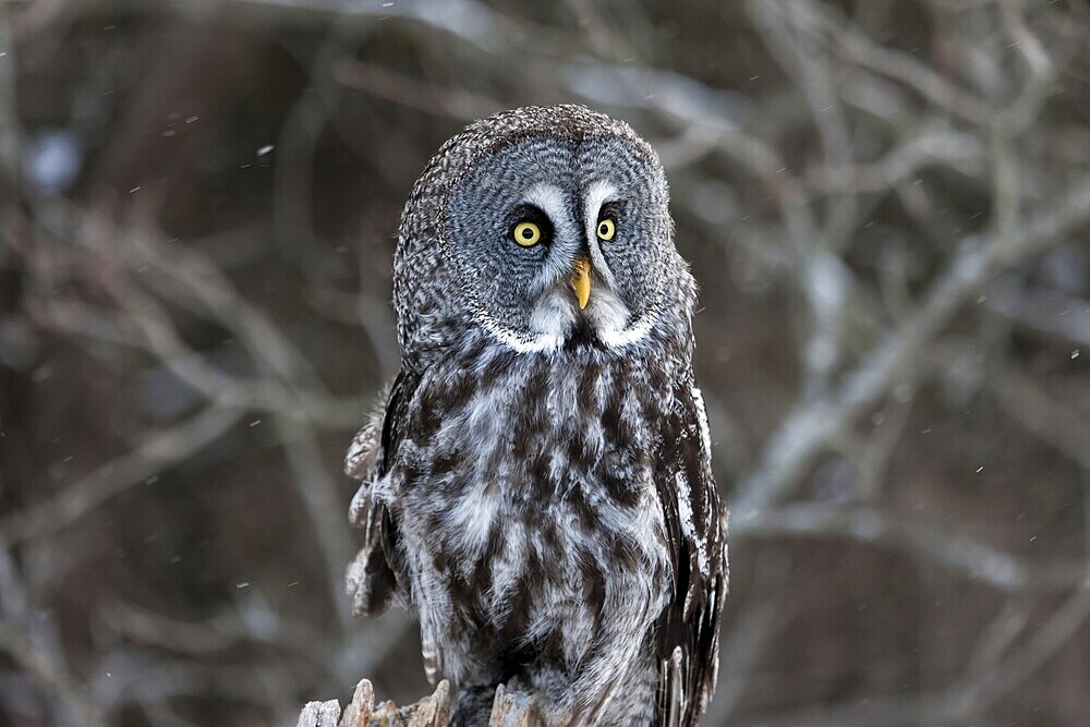 A captive great grey owl (Strix nebulosa) sits on a perch at a bird of prey sanctuary during winter