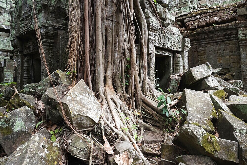 Embraced by the Bohdi tree, jungle temple, mystical, Ta Prohm, Buddhist temple complex, UNESCO World Heritage Site, Angkor Wat, Siem Reap, Cambodia, Southeast Asia, Asia