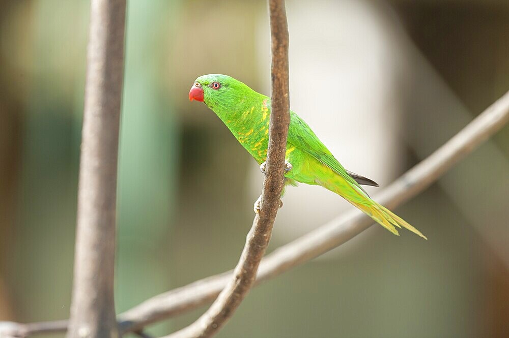 Rainbow Lorikeet (Trichoglossus haematodus) sitting on a twig, Lone Pine Koala Sanctuary, Brisbane, Queensland, Australia, Oceania