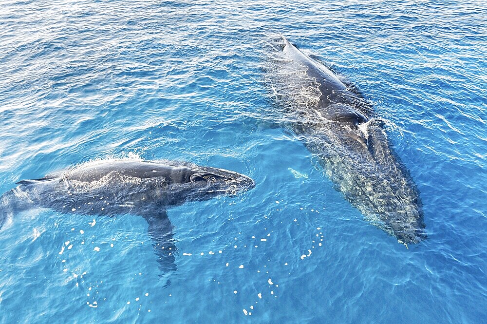 A Humpback Whales family surfacing, Hervey Bay, Queensland, Australia, Oceania