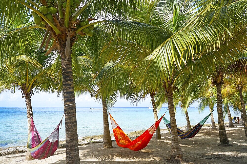 Cozumel island beach palm tree hammocks in Riviera Maya of Mexico