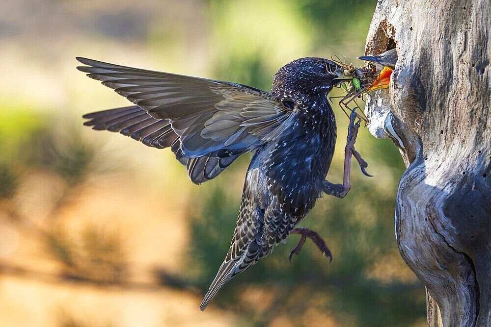 Starling (Sturnus vulgaris), also known as the Common starling, with food for the young birds, insects, grasshoppers and grasshoppers as food for the young, foraging, breeding, breeding cavity, tree cavity, nesting site, Middle Elbe River Landscape, Middle Elbe Biosphere Reserve, Saxony-Anhalt, Germany, Europe