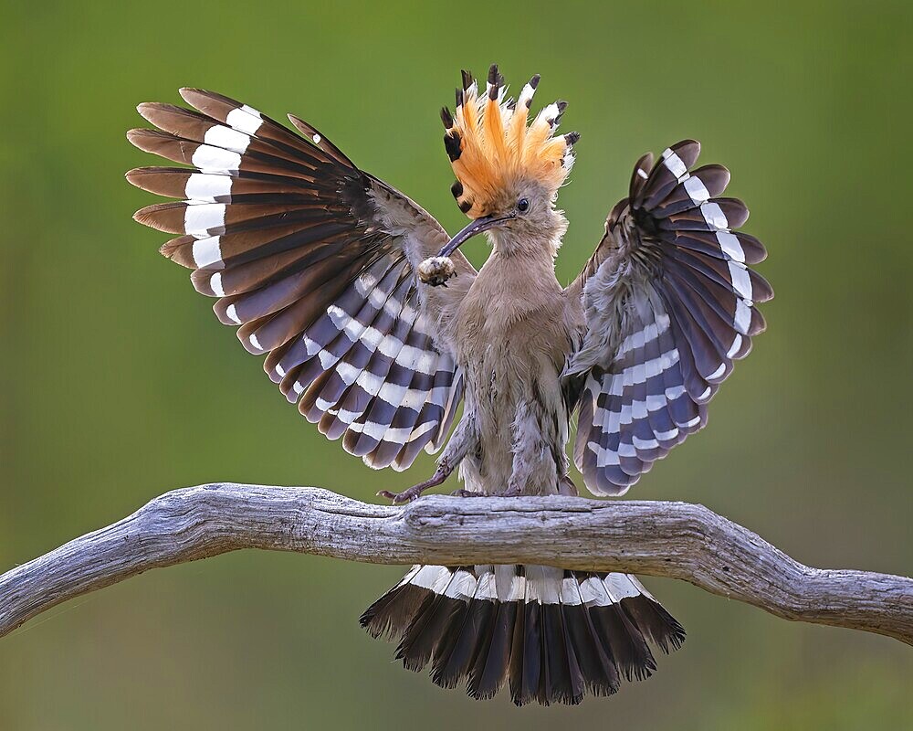 Hoopoe (Upupa epops) Bird of the Year 2022, male with food for his female, bridal gift, mating, courtship, foraging, erected canopy, sunrise, interaction, flying, begging for food, climate change, Middle Elbe Biosphere Reserve, Saxony-Anhalt, Germany, Europe