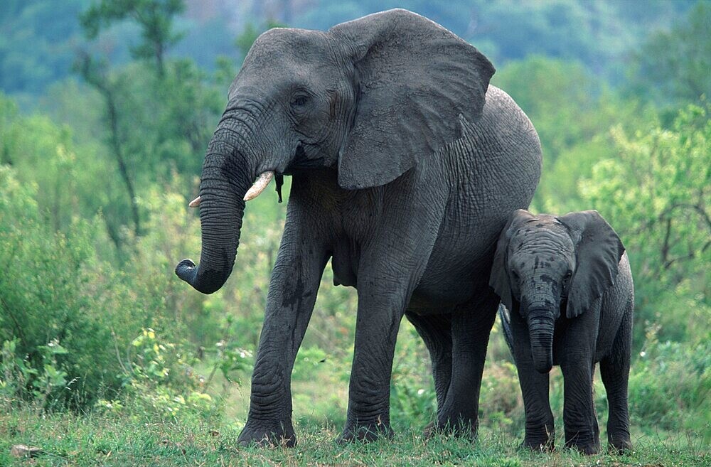 African elephants (Loxodonta africana), female with young, Kruger National Park, South Africa, Africa