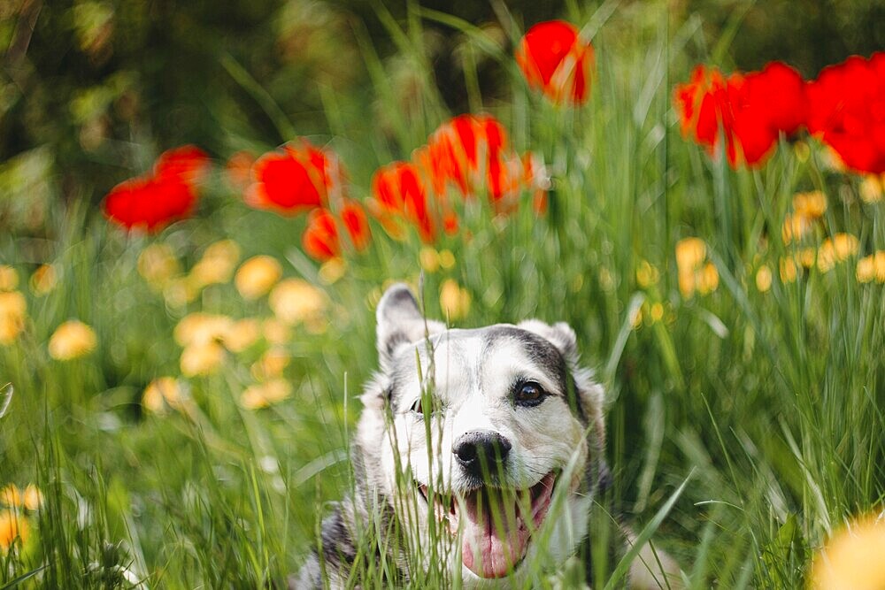 Dog peeking through grass among red and yellow flowers with a joyful expression