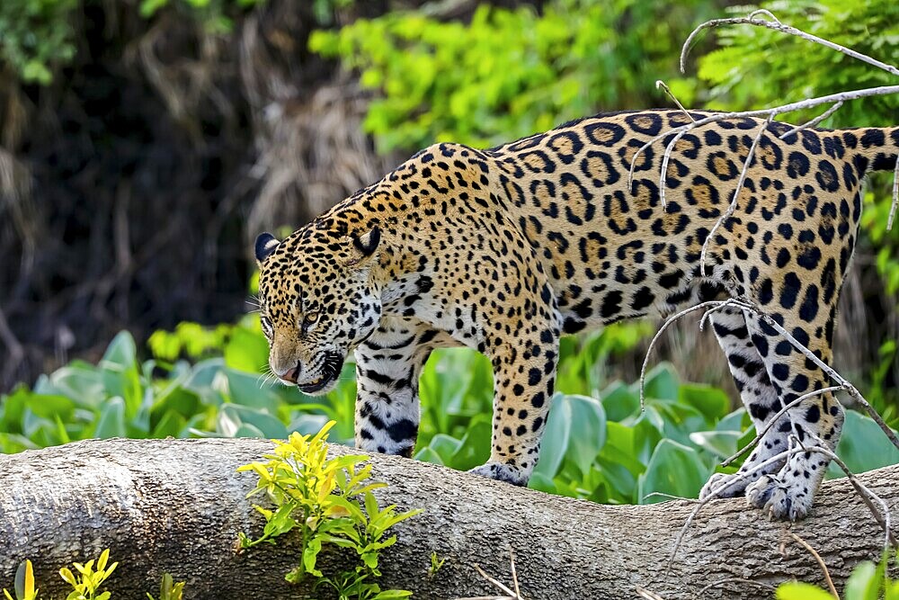 Jaguar standing on a tree trunk against natural background, looking down, Pantanal Wetlands, Mato Grosso, Brazil