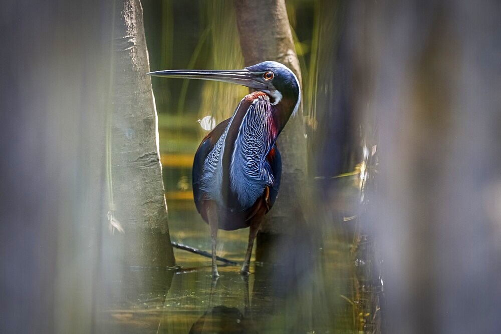 Agami Heron on a tree branch against green natural background, Pantanal Wetlands