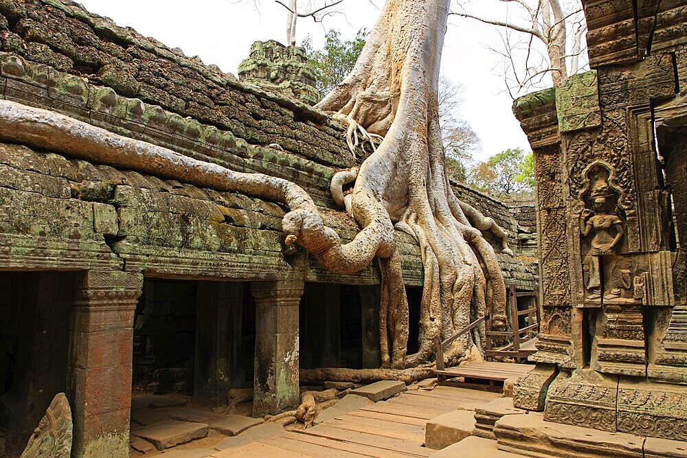 The temple of Ta Prohm in Cambodia, overgrown with roots