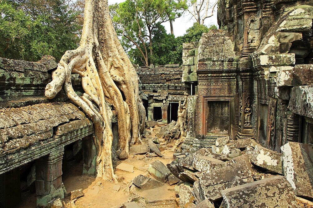 The temple of Ta Prohm in Cambodia, overgrown with roots