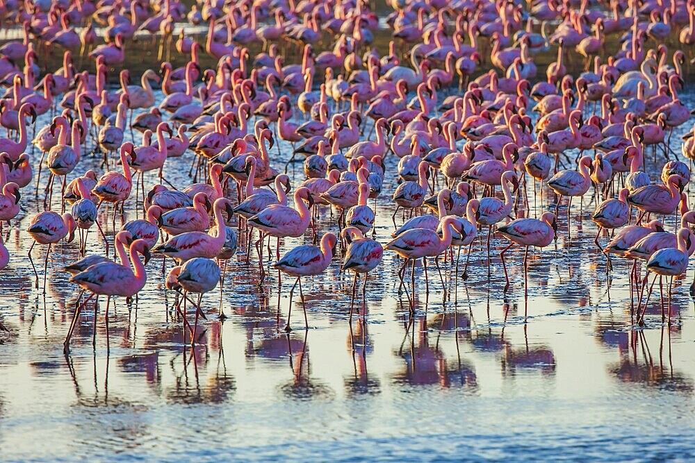 Pink flamingos. Interesting birdwatching. Gorgeous pink birds feed and spend time in the shallow water of the Namibian resort of Swakopmund. Ecological, zoological and photo tourism concept