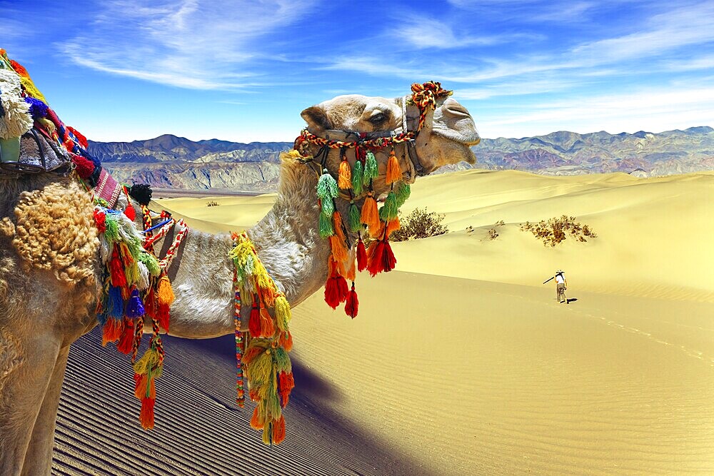 Orange sunrise in the desert. Well-groomed camel, decorated with colourful garlands and tassels, stands atop the sand dunes. Concept of active, ecological and photo tourism