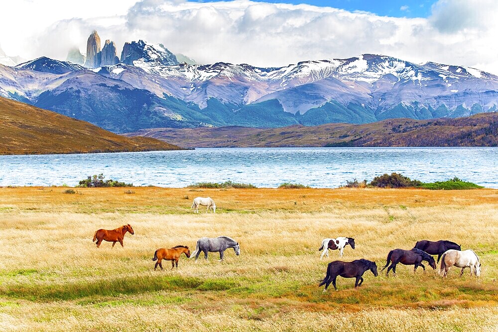 Herd of wild horses graze on the yellow grass. Lagoon Azul is mountain lake near three rocks - torres. The mountain range is covered with eternal snow. The Torres del Paine park in Chile