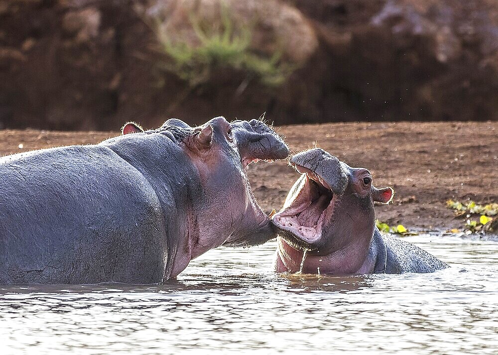 Hippo in Tsavo-West National Park, Kenya