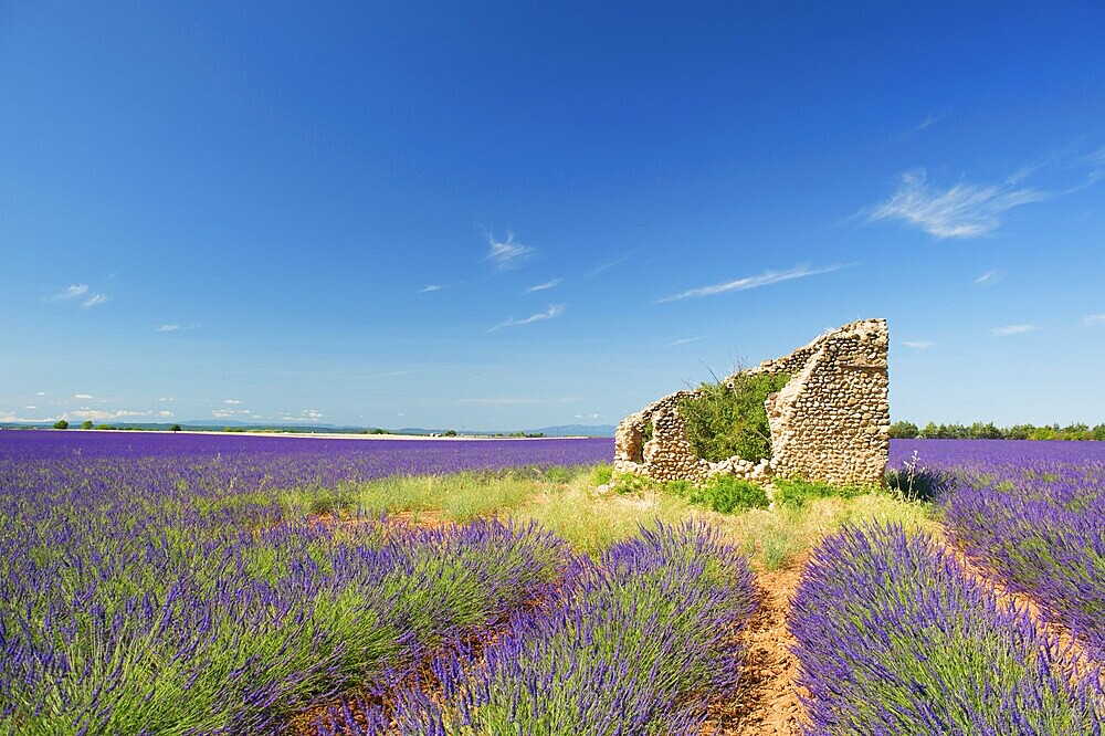 Old broken house in French lavender field