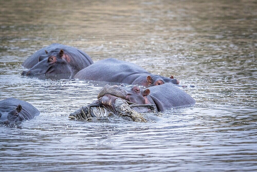 A Hippo lifting an Impala out of the water in the Kruger National Park, South Africa