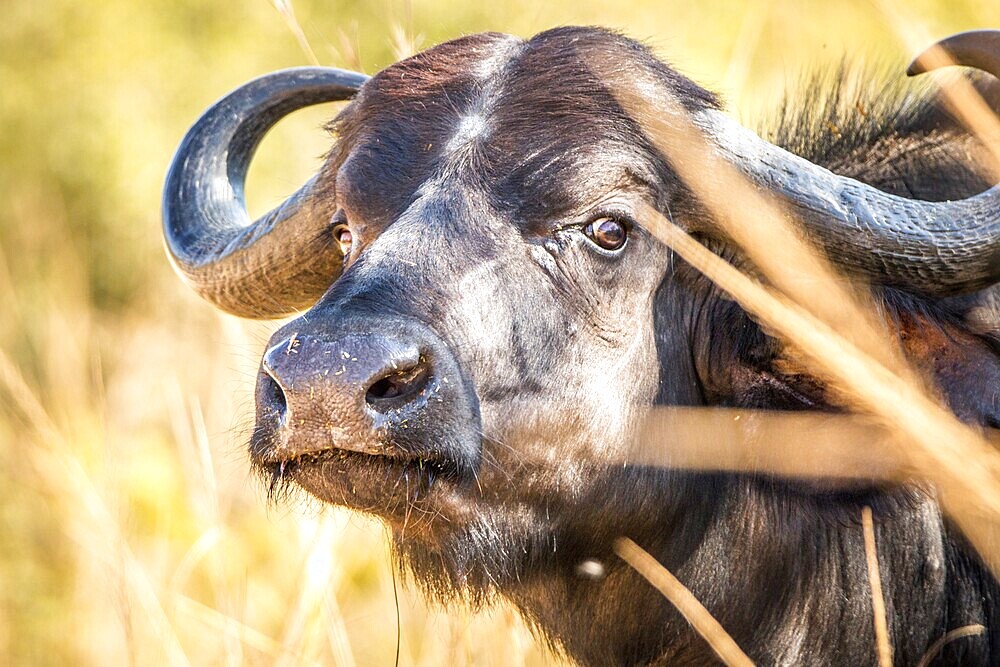 Starring Buffalo in the Kruger National Park, South Africa