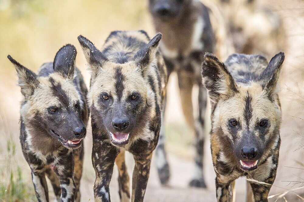 African wild dogs walking towards the camera in the Kruger National Park, South Africa