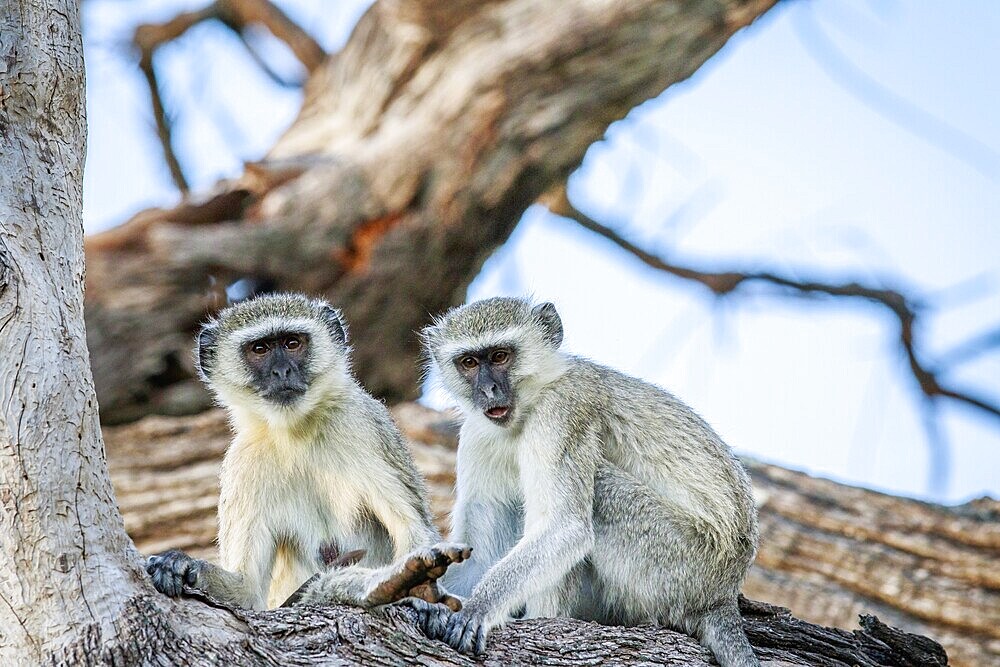 Vervet monkey family sitting in a tree in the Chobe National Park, Botswana