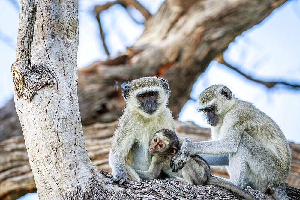 Vervet monkey family sitting in a tree in the Chobe National Park, Botswana