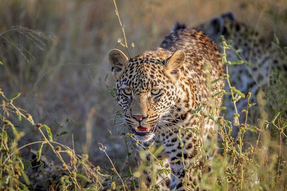 Young Leopard walking towards the camera in the Kruger National Park, South Africa