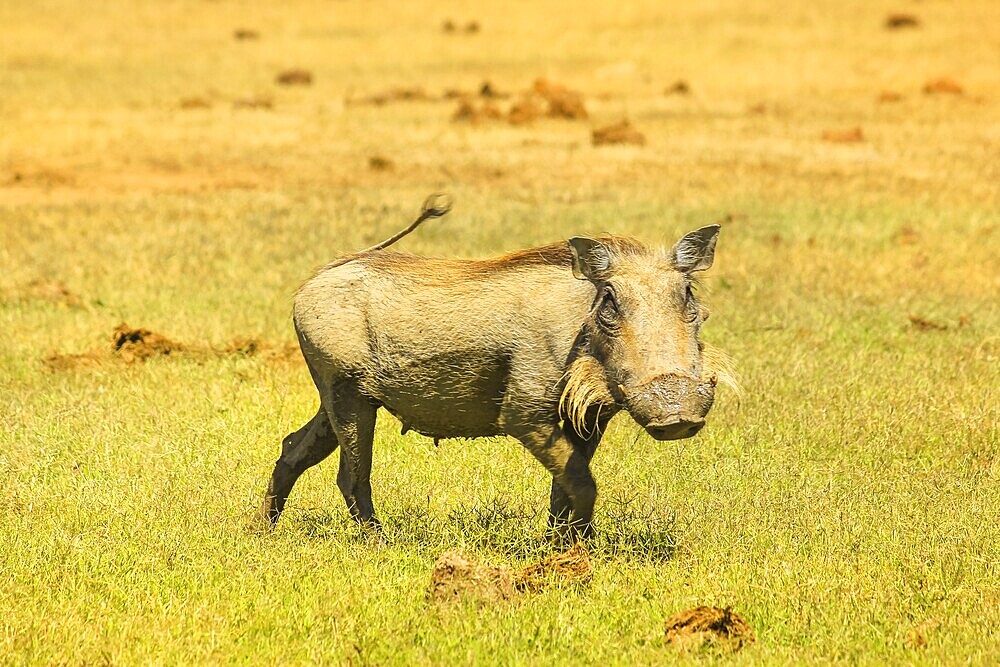 Side view of African warthog in the steppe of Addo Elephant National Park in Eastern Cape, South Africa. Addo N.P is a famous destination for African safari