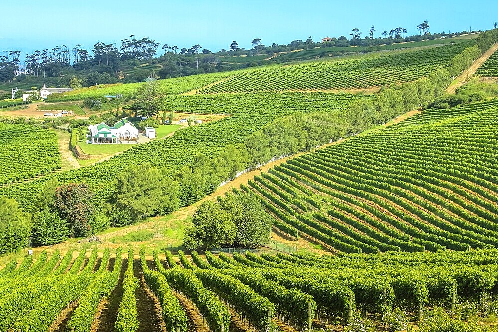 Aerial view of winery farm in green grapevine. Constantia, Cape Town, South Africa. The Constantia Wine Valley is the most spectacular wine experience in the world with a unique blend of wine