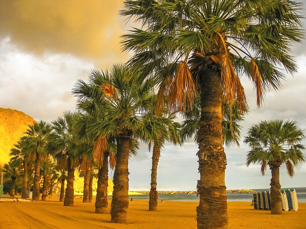 Row of palm trees in the Teresitas beach, Tenerife, Canary Islands