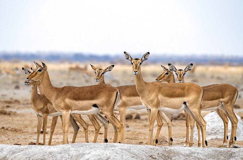 Herd of impala (Aepyceros melampus) at a waterhole, black heeler antelope, female, Nxai Pan National Park, Botswana