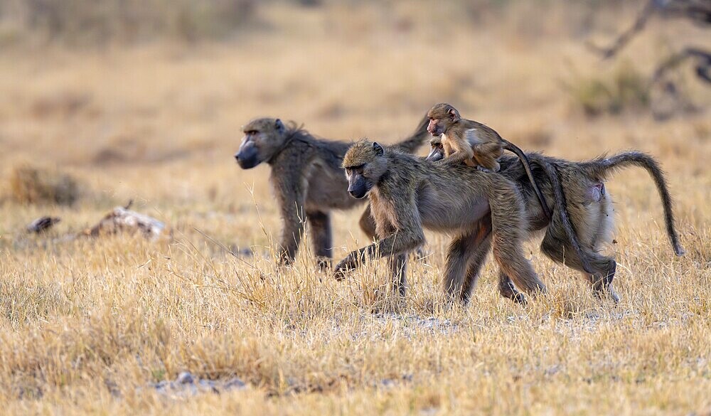 Bear baboons (Papio ursinus) young on the back of the mother, foraging, Third Bridge, Okavango Delta, Moremi Game Reserve, Botswana