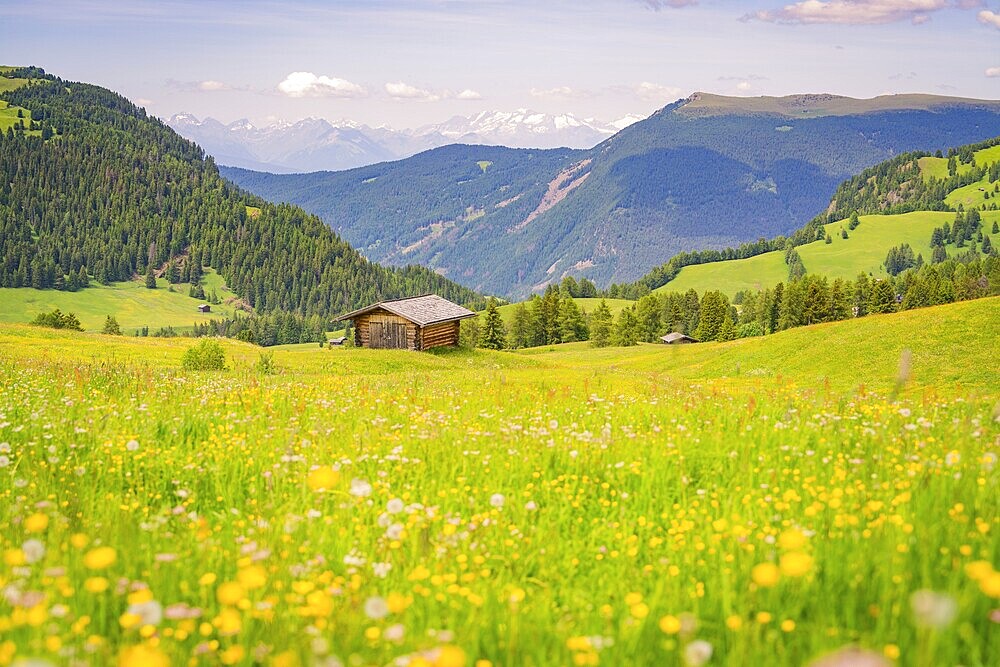 Hut stands in front of a colourful flower meadow in a picturesque mountain landscape, Alpe di Siusi, Dolomites, South Tyrol, Italy