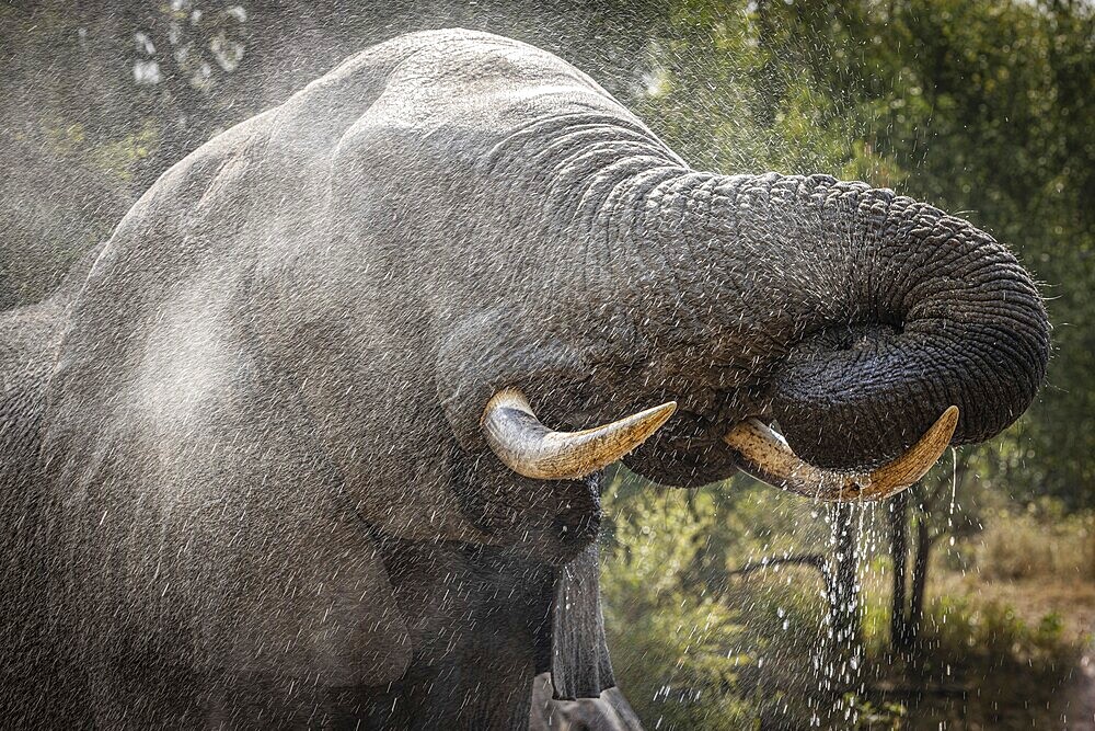 African elephant (Loxodonta africana) drinking, portrait, Manyeleti Game Reserve, South Africa