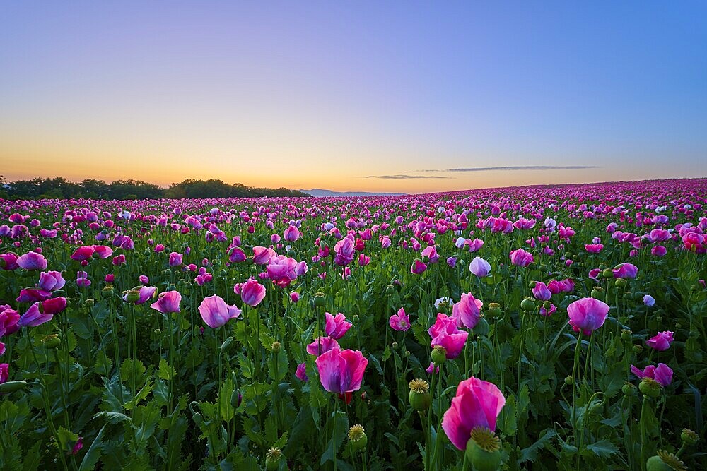 Opium poppy (Papaver somniferum), in the light of sunrise under a clear sky, summer, Germerode, Geo nature park Park Frau-Holle-Land, Hoher Meissner, Hesse, Germany