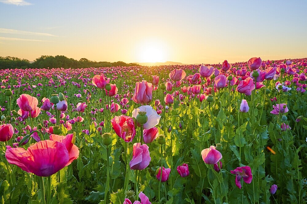 Opium poppy (Papaver somniferum), pink poppies in a soft sunrise and a peaceful natural atmosphere, summer, Germerode, Geo nature park Park Frau-Holle-Land, Hoher Meissner, Hesse, Germany