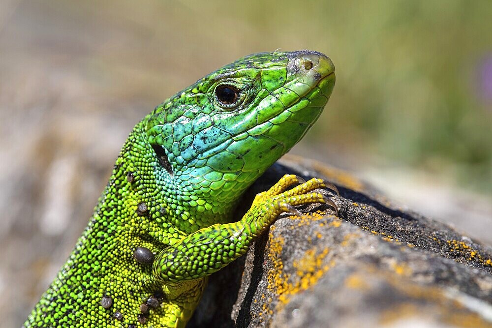 Western green lizard, Lacerta bilineata