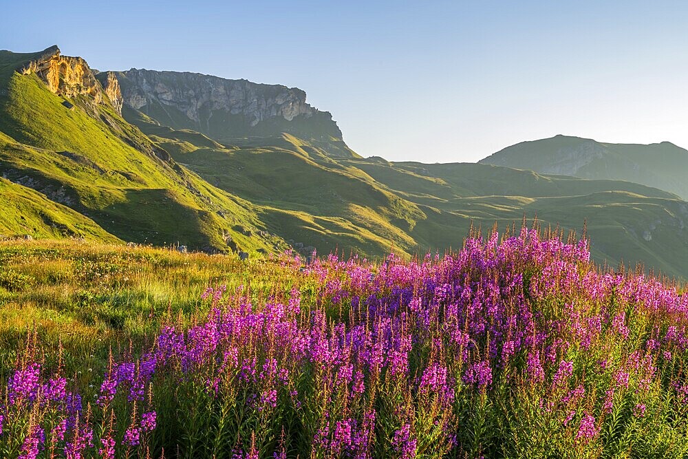 Fireweed (Chamaenerion angustifolium) blooming at sunrise in the Mountains at Hochalpenstraße, view from Fuscher Lacke, Pinzgau, Salzburg, Austria