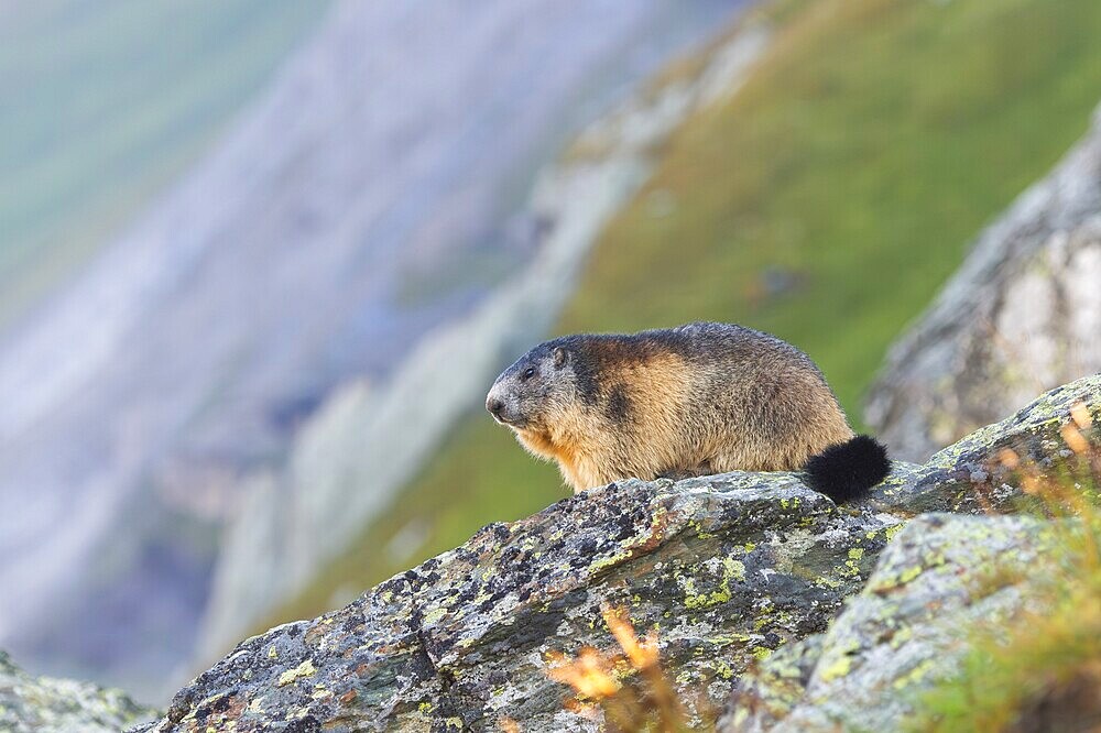 Alpine marmot (Marmota marmota) in autumn, Grossglockner, High Tauern National Park, Austria