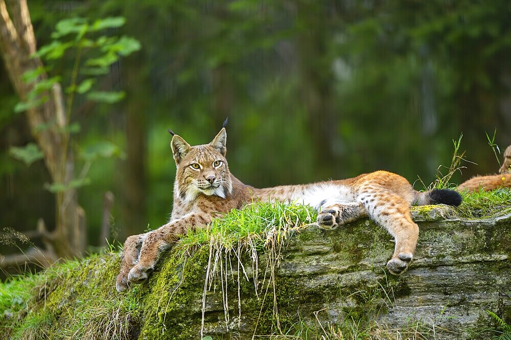 Eurasian lynx (Lynx lynx) on a rock, Austria