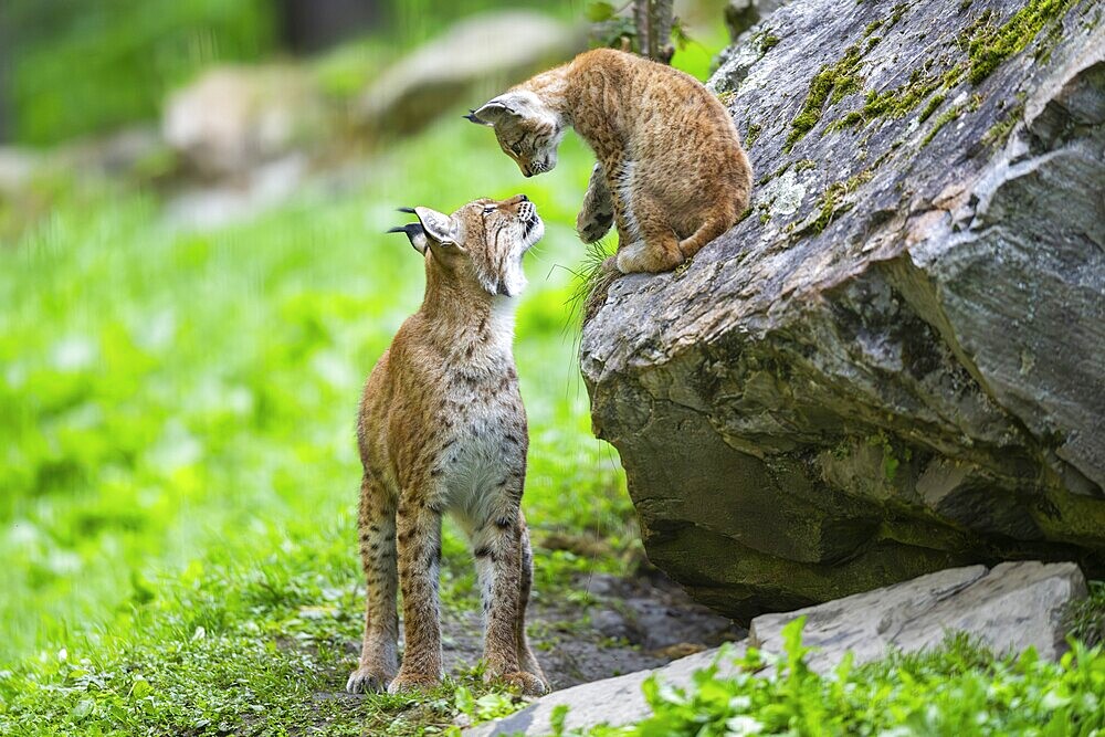 Eurasian lynx (Lynx lynx) mother with her youngster, Austria