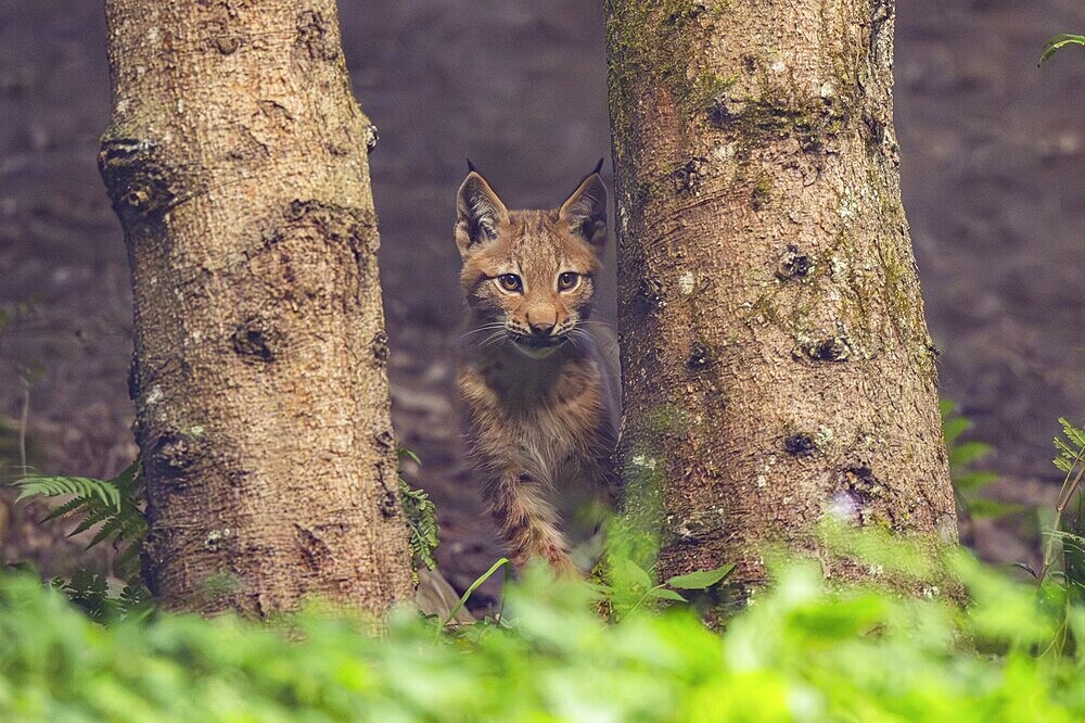 Eurasian lynx (Lynx lynx) youngster in a forest, Austria