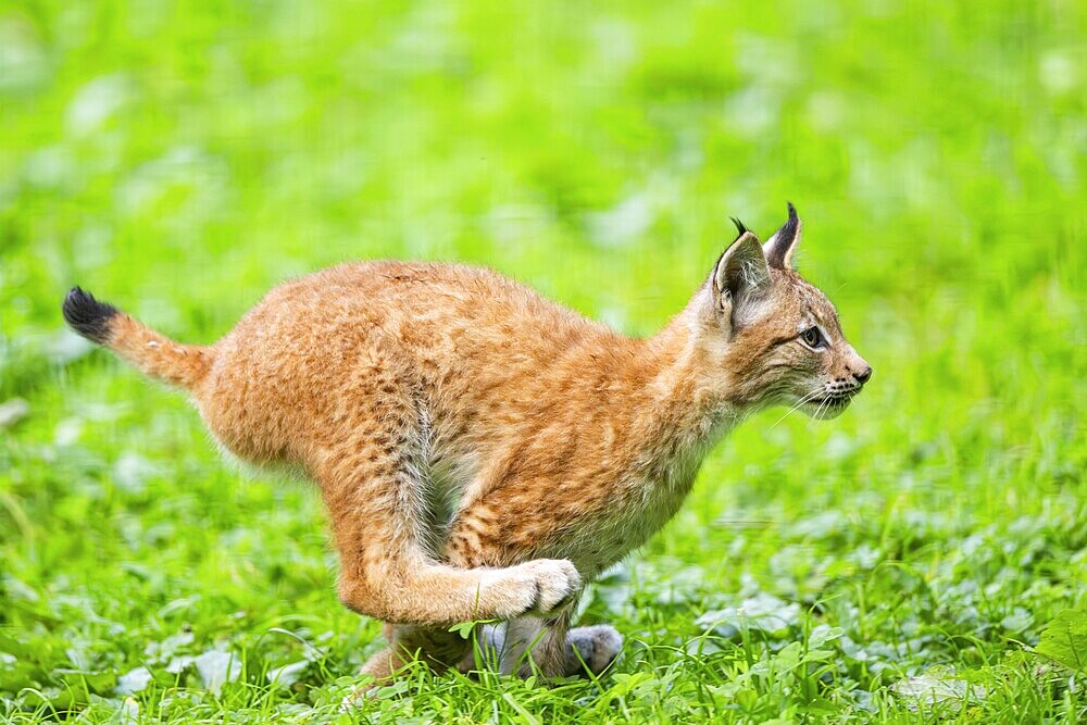 Eurasian lynx (Lynx lynx) youngster running on a meadow, Austria